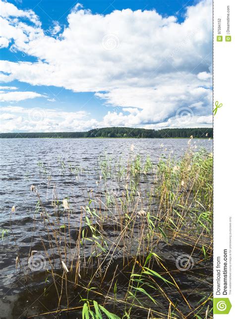 Riparian Reed On The Lake Seliger Tver Region Stock Photo Image Of