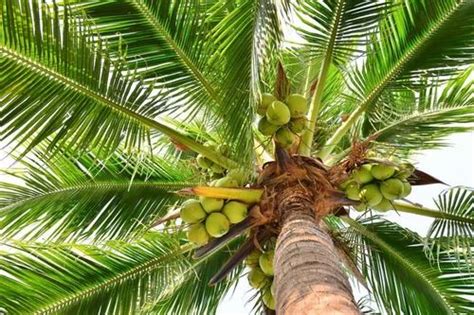 Well Watered Green Pratap Coconut Plant For Outdoor Red Sandy Soil At