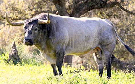 Los Impresionantes Toros De La Corrida Concurso De Ganader As En Vic