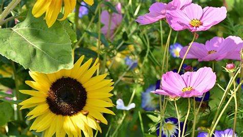 Wildflowers bring bursts of color to home landscapes - Newton Kansan