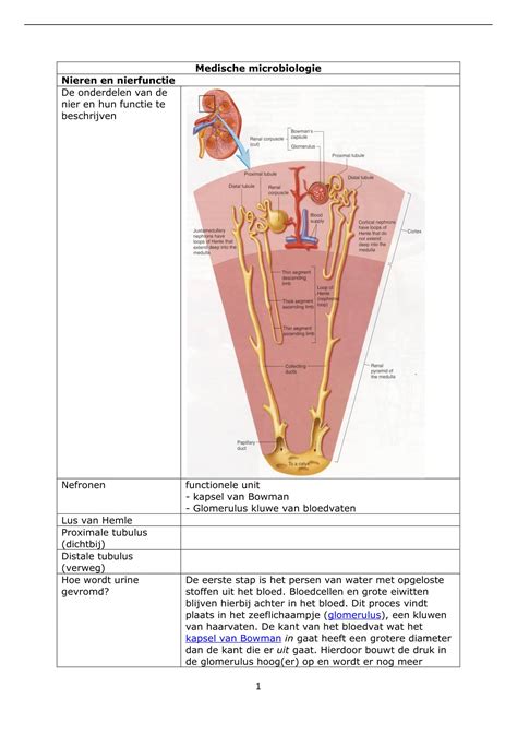 Samenvatting Medische Microbiologie Periode 4 Leerdoelen Medische