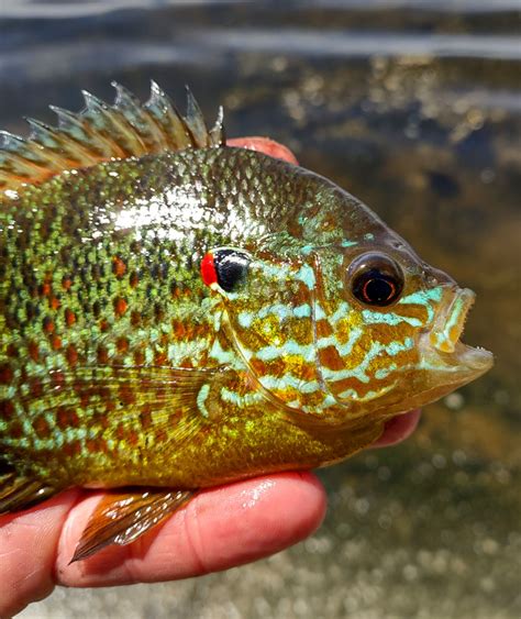 Sunfish, Pumpkinseed | www.roughfish.com