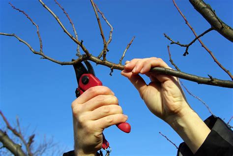 Pfirsichbaum Schneiden Anleitung Und Tipps Sat Ratgeber