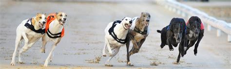 Racing | Perry Barr Greyhound Stadium