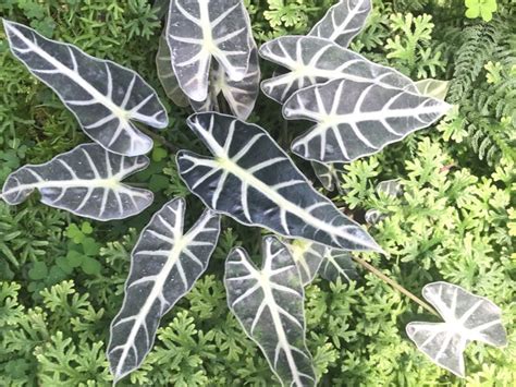 Houseplant Alocasia How To Grow An Indoor African Mask Plant