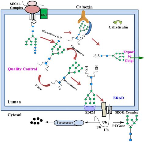 Control Of Protein Folding In The Er By The Calnexin And Calreticulin Download Scientific