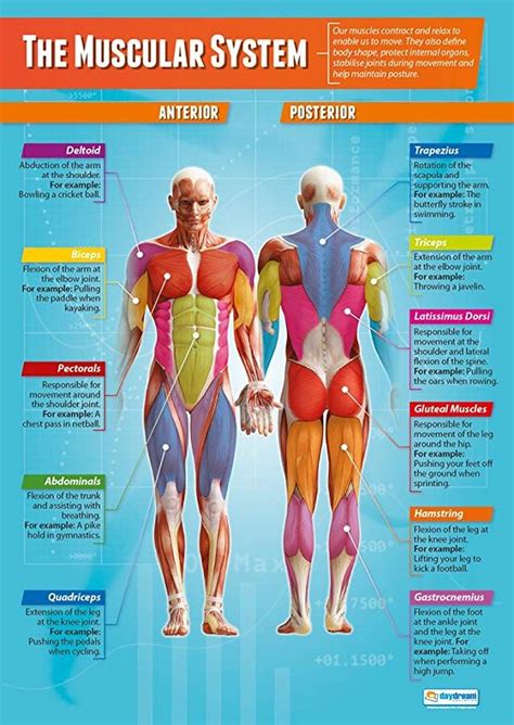 Muscular System Lesson Grade 6