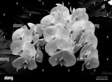 Beautiful black and white orchid Stock Photo - Alamy