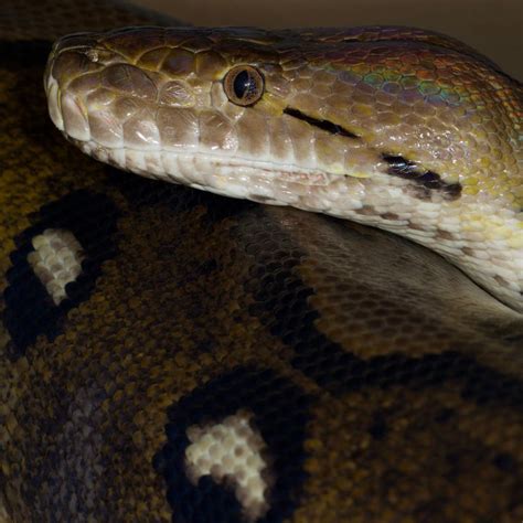 Snakes Program Riverside Reptiles Zoo