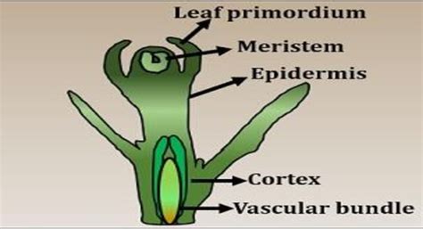 Meristem Part of Plant | Download Scientific Diagram