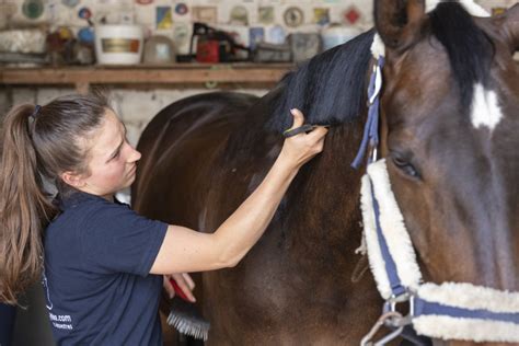 Certification professionnelle groom équin MFR Bournezeau