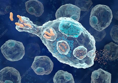 Macrophage Engulfing Bacteria Artwork Stock Image C