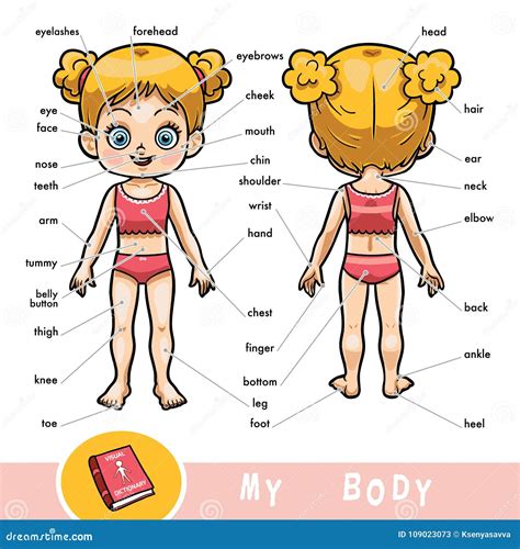 Diccionario Visual Para Los Ni Os Sobre El Cuerpo Humano Muchacha