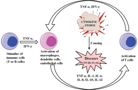 Cytokine Release Timeline