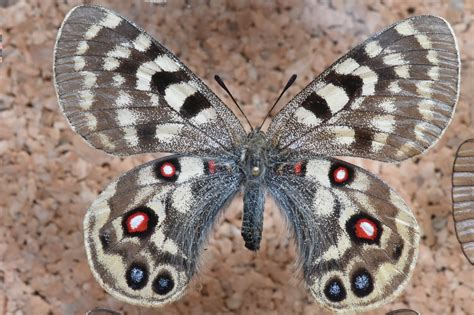 parnassius