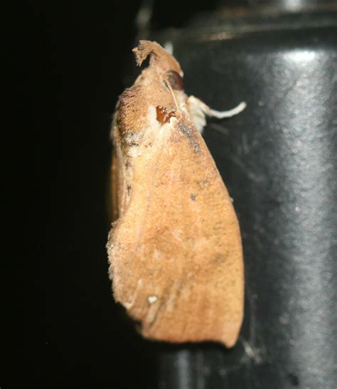 Goniapteryx Servia From South Side Corpus Christi Tx Usa On July