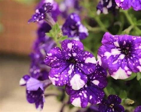 Petunia Crazytunia Black Mamba X Or X Goth Garden Live Plant Plugs