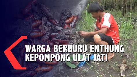 Warga Berburu Enthung Kepompong Ulat Jati Di Hutan Saradan Youtube