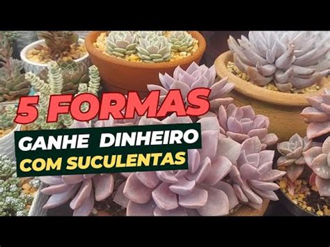 Formas De Ganhar Dinheiro Plantas Suculentas Assim Que Eu Ganho