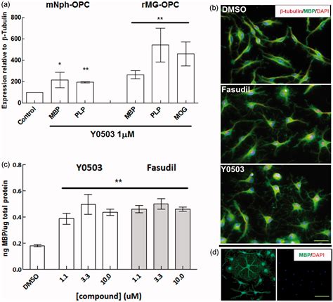 Induction Of Oligodendrocyte Differentiation And In Vitro Myelination