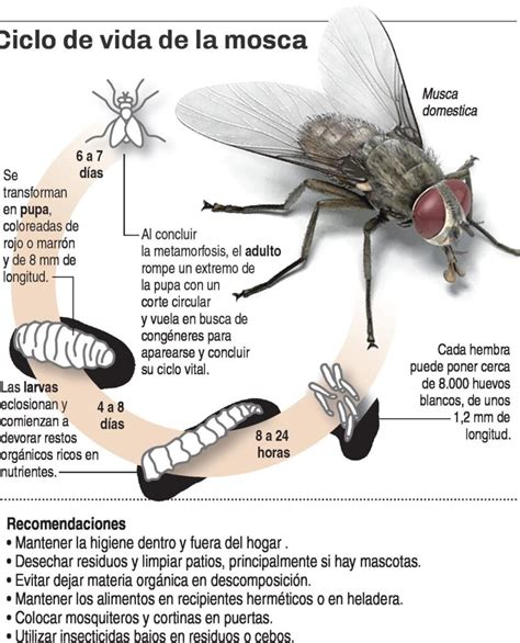 Por qué se mueren las moscas en mi casa Ecologia Cotidiana