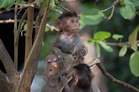 Premium Photo Monkey Looking Away Outdoors