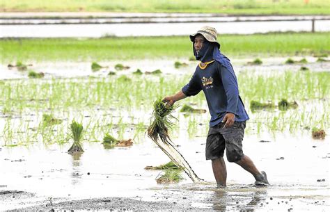 Pagbasura Sa Rice Tariffication Law Nais Ng Maraming Filipino Dziq