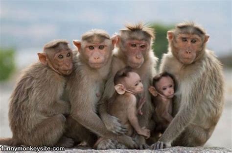 Family Photo - Funny Monkey Pictures