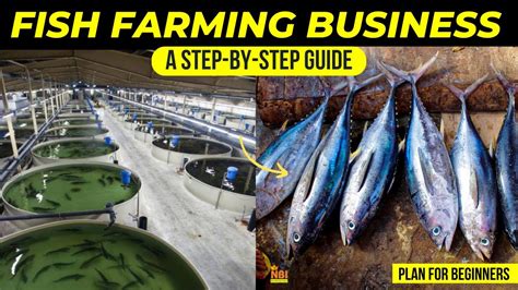 Fish Farming Business Plan For Beginners A Step By Step Guide Youtube