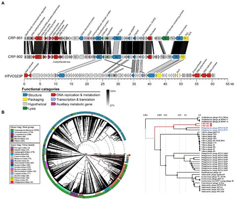 Frontiers Genomic Analysis And Characterization Of Phages Infecting