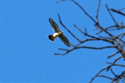 Northern American Kestrel From Ejido Lucio Blanco Tamps M Xico On