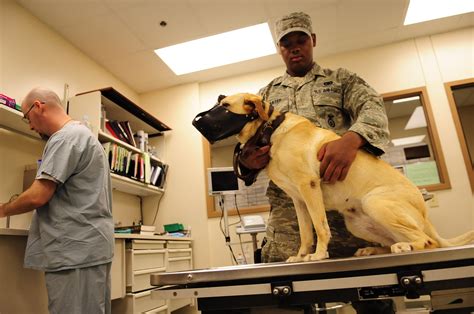 Officials Outline Adoption Process For Military Working Dogs Us Air