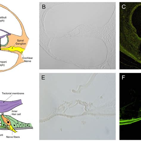 Intravital Multiphoton Microscopy Mpm Imaging Of The Download Scientific Diagram