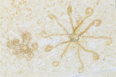 Floating Crinoid Saccocoma Fossils Solnhofen Limestone 176827