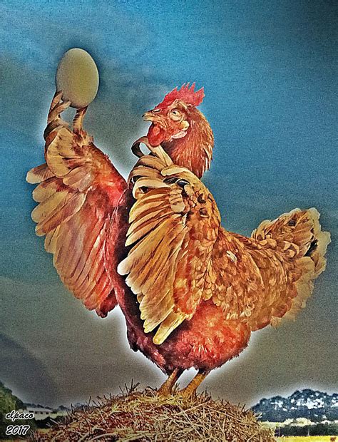 Quien Fue Antes El Huevo O La Gallina 3