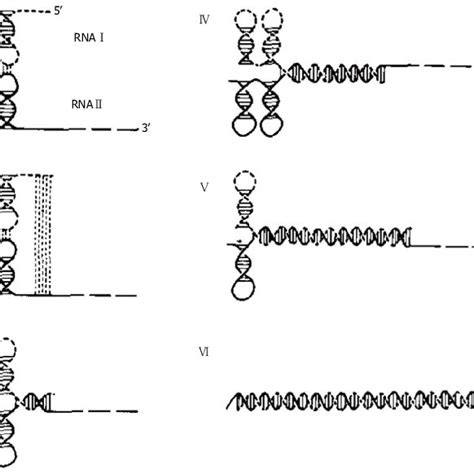 Model Of Micf Rna Ompf Mrna Interaction Duplex Based On Secondary