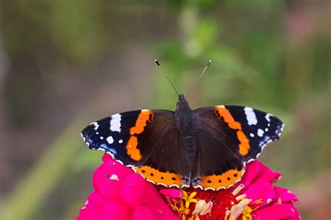 Red Admiral Butterfly Kostenloses Foto Auf Pixabay Pixabay