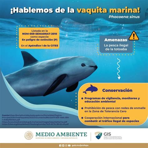 Cuál es la población de la vaquita marina la marsopa más pequeña del