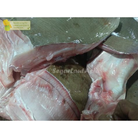 Jual Ikan Pari Segar Ikan Pari Fillet Daging Ikan Pari Segar Fresh 1Kg