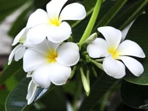 sara tharatha oura bkhara ka le ramabnae ha ya fal gatha kafa ka nacaugdhakara nakal