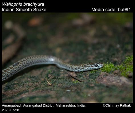 Wallophis Brachyura Günther 1866 Indian Smooth Snake Reptiles