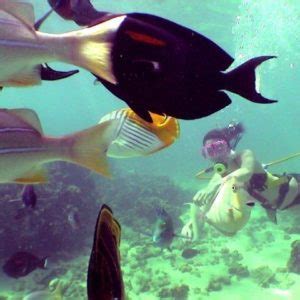 Kauai Snorkeling Tours | Kauai.com