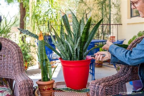 Sansevieria Snake Plant Care Guide Joy Us Garden