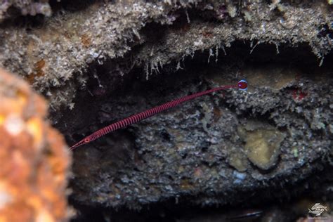 Many Banded Pipefish Facts and Photographs | Seaunseen