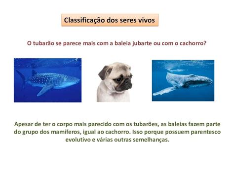 Pdf Classifica O Dos Seres Vivos Classifica O Dos Seres Vivos