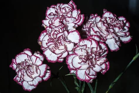 White and Red Dianthus Caryophyllus Bouquet Stock Image - Image of ...