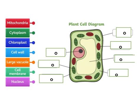 revision part  labelled diagram