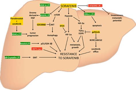 Targeted Therapy In HCC Mechanisms Of Resistance To Sorafenib In HCC