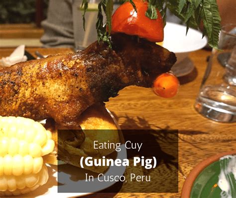 Eating Cuy (Guinea Pig) In Cusco, Peru | Buddy The Traveling Monkey