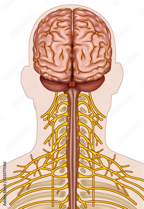 Ramificaci N De Los Nervios Cervicales Humano Stock Adobe Stock